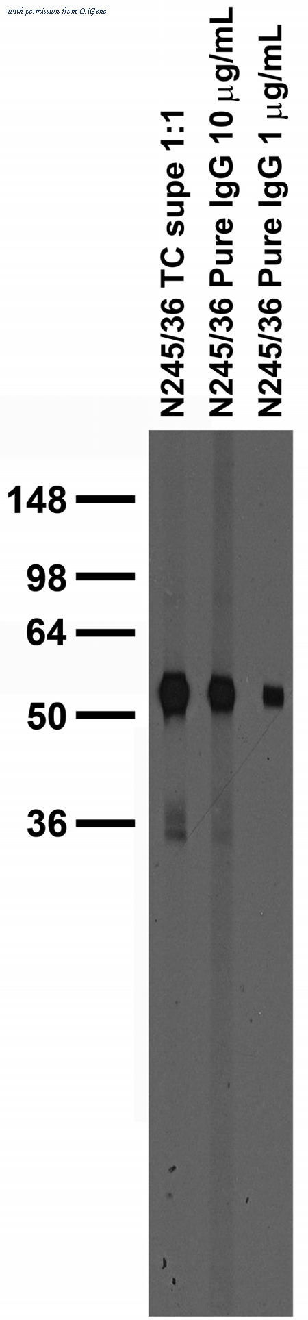 OriGene 73-252 image 1