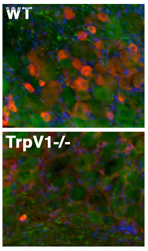 OriGene 73-254 image 1