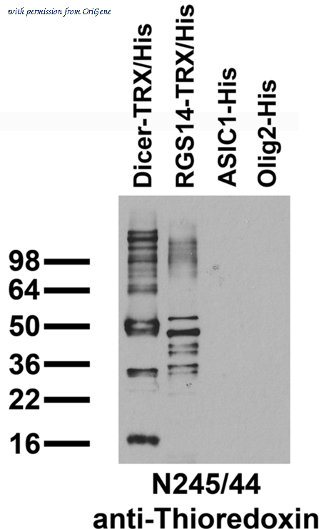 OriGene 73-258 image 1