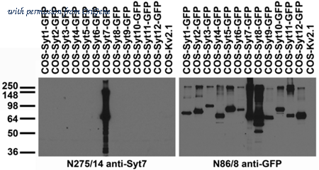 OriGene 73-265 image 1