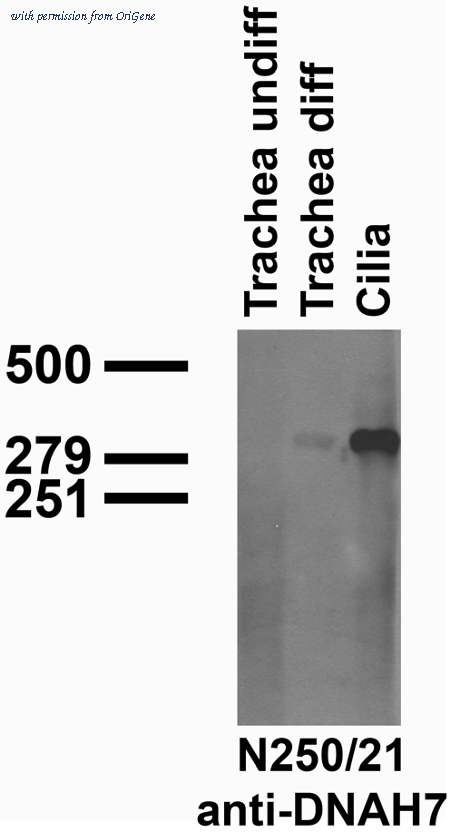 OriGene 73-289 image 1