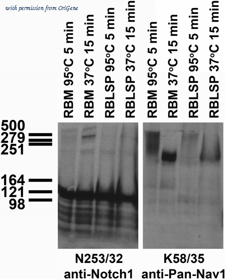 OriGene 73-295 image 1