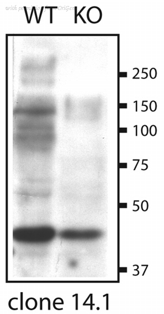 OriGene 73-296 image 1