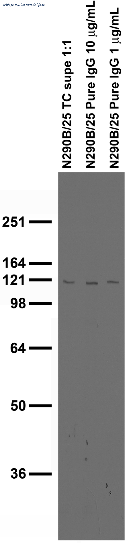OriGene 73-299 image 1