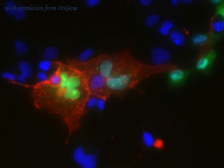 OriGene 73-301 image 1