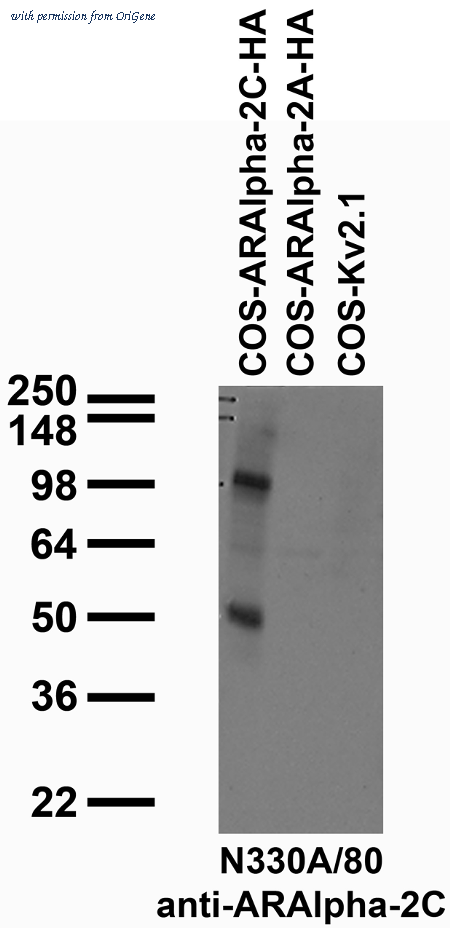 OriGene 73-302 image 1