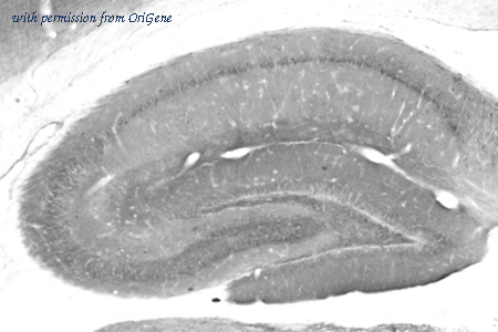 OriGene 75-078 image 1