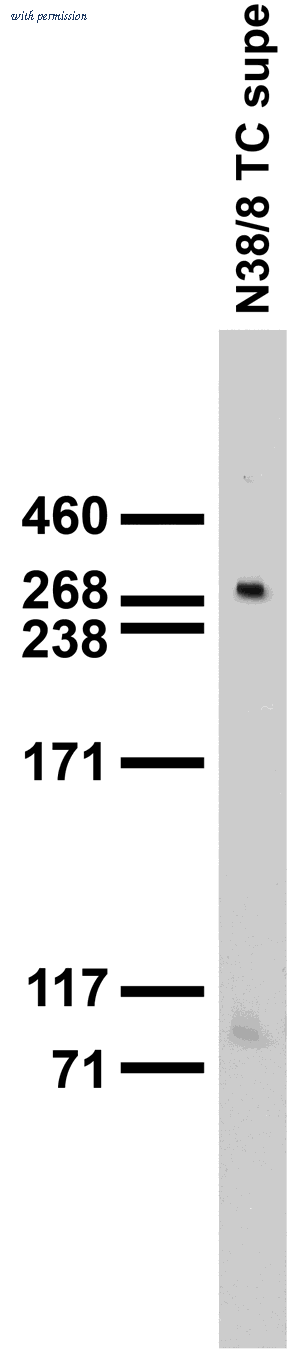 OriGene 75-080 image 1