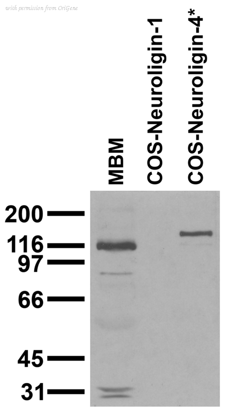 OriGene 75-141 image 1