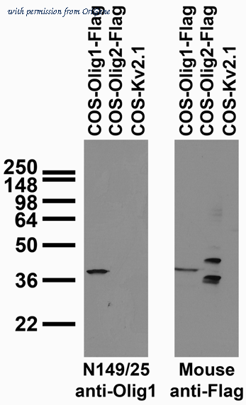 OriGene 75-180 image 1
