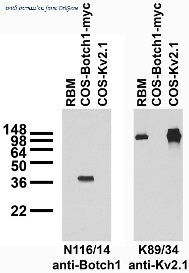 OriGene 75-181 image 1