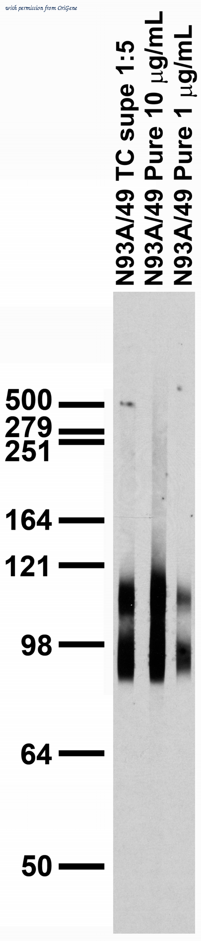 OriGene 75-183 image 1