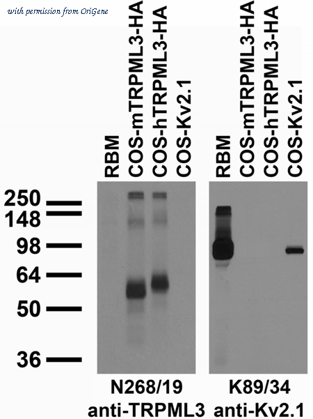 OriGene 75-283 image 1
