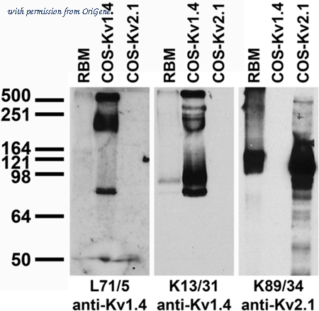 OriGene 75-316 image 1