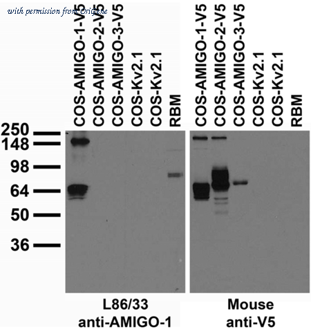 OriGene 75-317 image 1