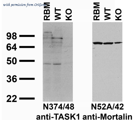 OriGene 75-357 image 1