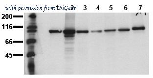 OriGene AM00023PU-N image 1