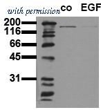 OriGene AM00044PU-N image 1