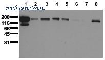 OriGene AM00045PU-N image 1