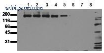OriGene AM00046PU-N image 1