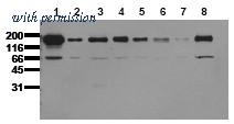 OriGene AM00047PU-N image 1