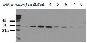 OriGene AM00070PU-N image 1