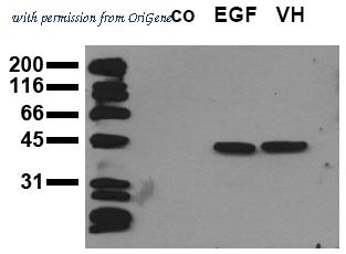 OriGene AM00084PU-N image 1