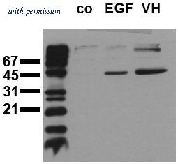 OriGene AM00090PU-N image 1