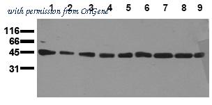 OriGene AM00091PU-N image 1