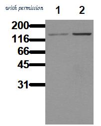 OriGene AM00098PU-N image 1