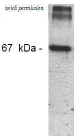 OriGene AM00099PU-N image 1