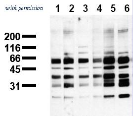 OriGene AM00117PU-N image 1