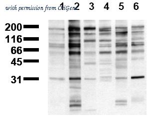 OriGene AM00124BT-N image 1