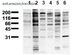 OriGene AM00125PU-N image 1