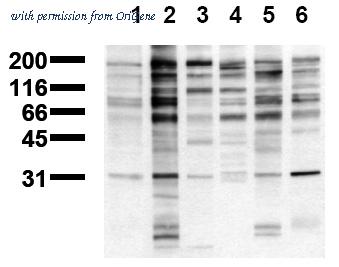 OriGene AM00126PU-N image 1