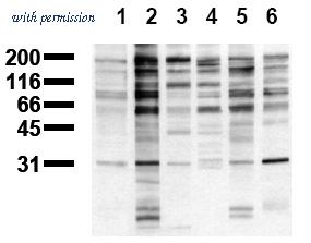OriGene AM00127PU-N image 1