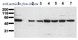 OriGene AM00159PU-N image 1