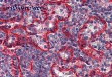 OriGene AM03010BT-N image 1