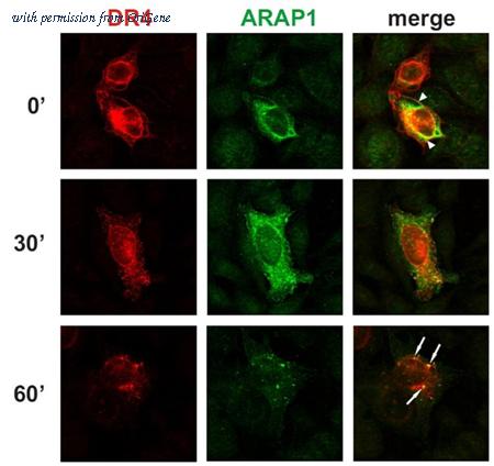 OriGene AM03037PU-N image 1