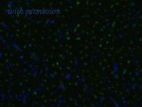 OriGene AM03092BT-N image 1