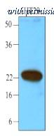 OriGene AM03117PU-N image 1