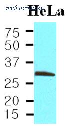 OriGene AM03183PU-S image 1