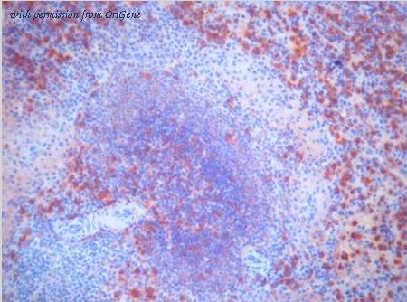 OriGene AM03216PU-N image 1