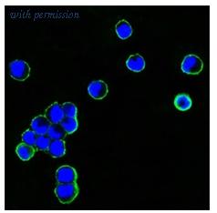 OriGene AM06320SU-N image 1