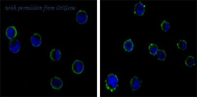 OriGene AM06431SU-N image 1