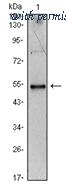 OriGene AM06478SU-N image 1