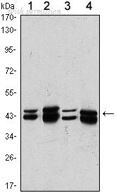 OriGene AM06482SU-N image 1