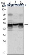 OriGene AM06520SU-N image 1