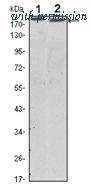 OriGene AM06524SU-N image 1