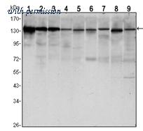 OriGene AM06535SU-N image 1